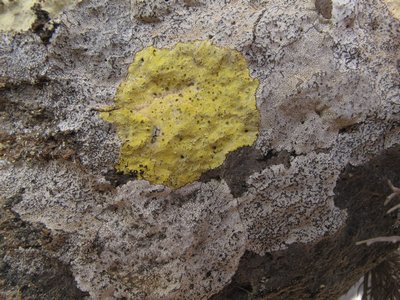 [Lecanora sulphurella]